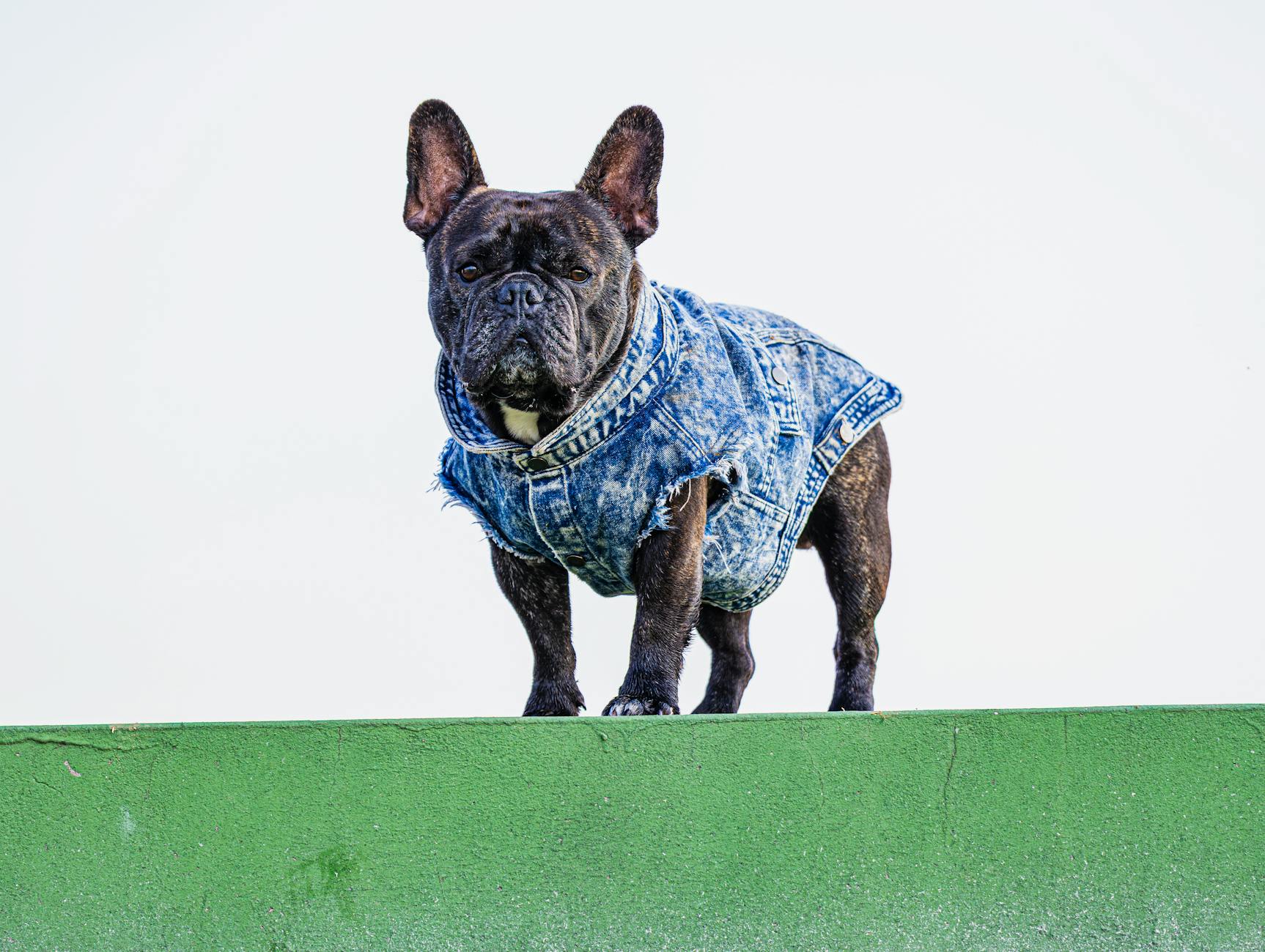 French Bulldog Puppy UK: Your Complete Local Community Guide - zdjecie w tresci