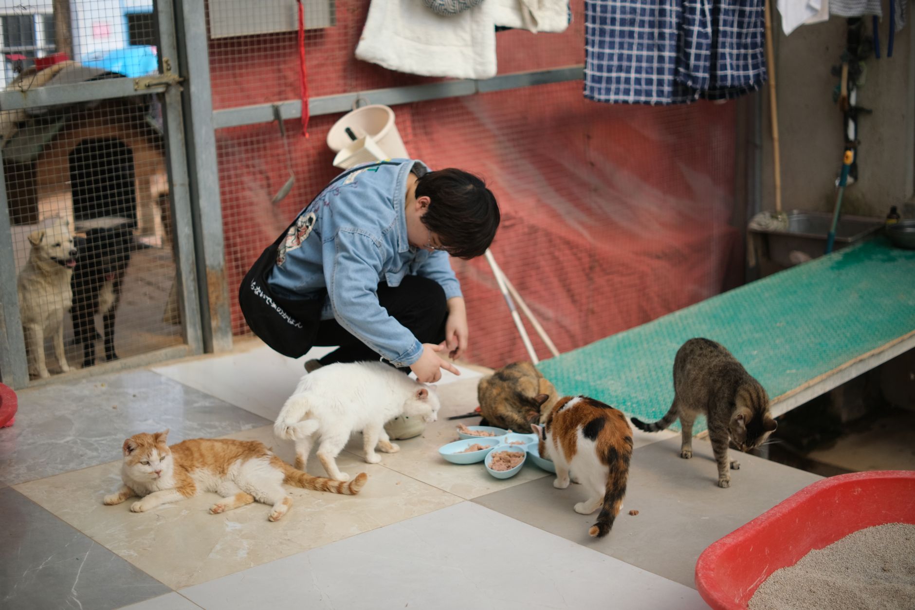 Cat Rescue Volunteer Roles UK: What Shelters Really Need - zdjecie w tresci